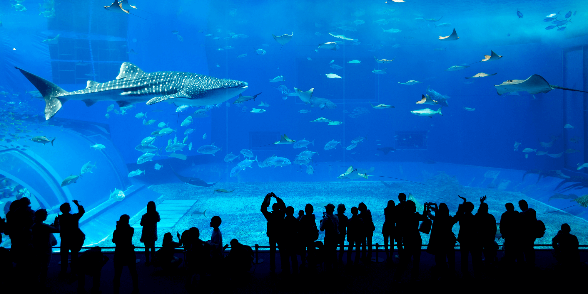 dubai aquarium